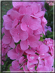 foto Fiori